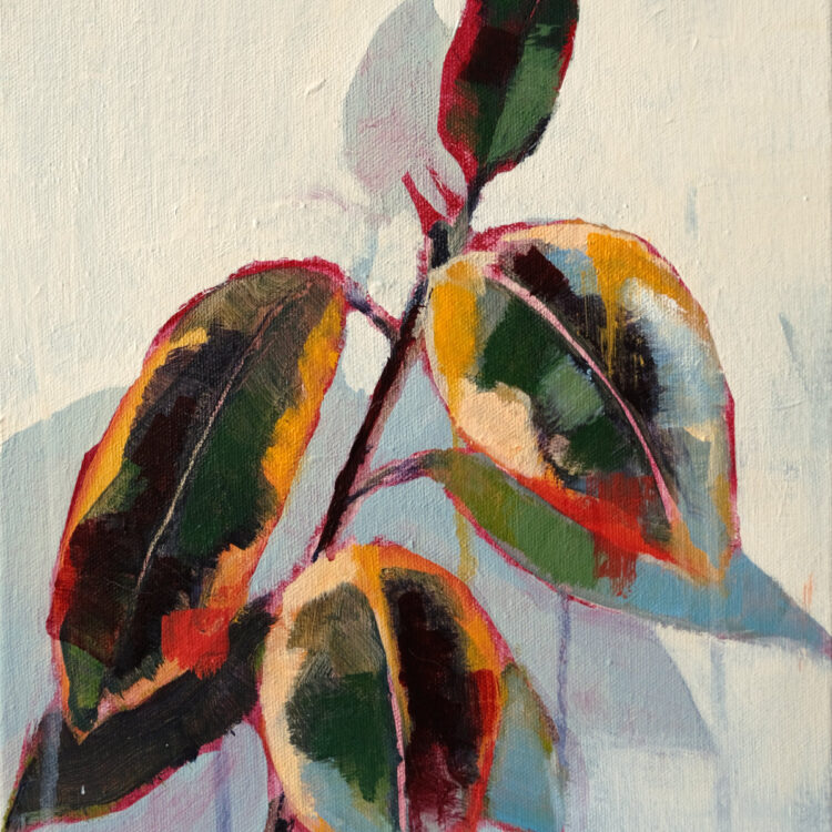 Ficuspflänzchen - Image 2